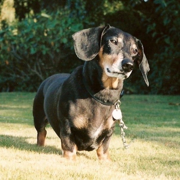 Bølle (Hulbæk´s Athos)